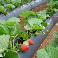 Calha plástica para morango e hortaliças 102,0 m - imagem 5