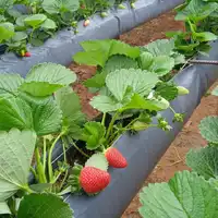 Calha plástica para morango e hortaliças 102,0 m - imagem 5