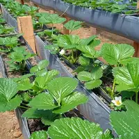Calha plástica para morango e hortaliças 102,0 m - imagem 1