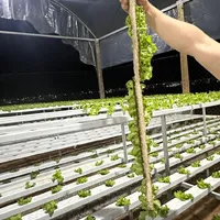 Espuma Fenólica furo 13 Multisementes com 30 placas  - imagem 5
