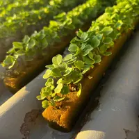 Espuma Fenólica Para Multisementes - imagem 3
