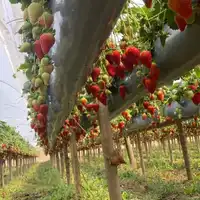 Adubo para Morango, formulação PLANTPAR  25 kg - imagem 1