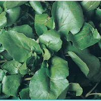 Agrião Top Seeds da Água Folha Larga 100 g - imagem 1