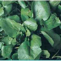Agrião Top Seeds da Água Folha Larga 100 g - imagem 1