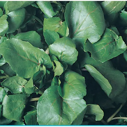 Agrião Top Seeds da Água Folha Larga 100 g