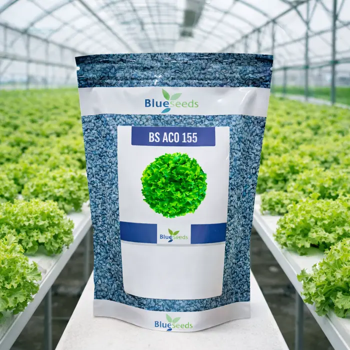 Alface Crespa BS 155 - 7,5 mil sementes