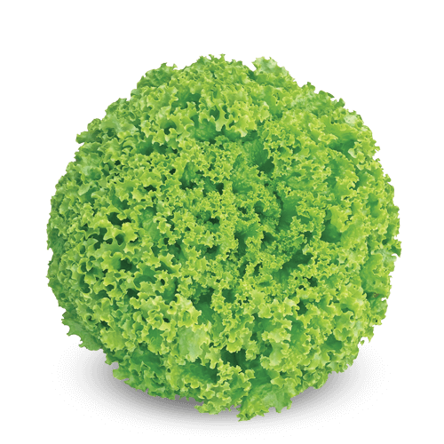 Alface Crespa BS 155 - 7,5 mil sementes
