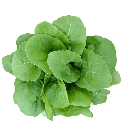 Semente de Rúcula Blue Seeds BS 081 - 750 g