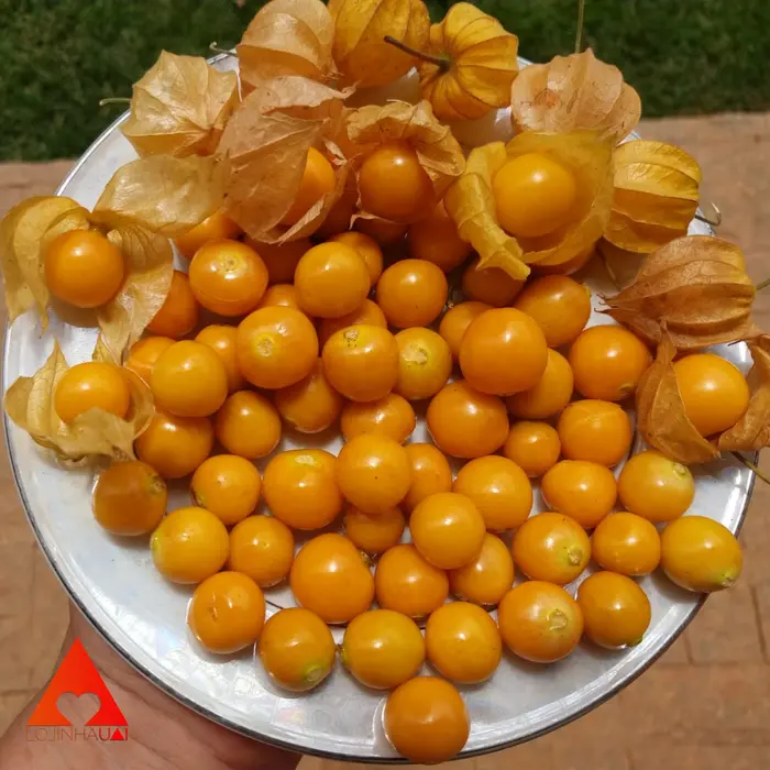 Geleia de Physalis Diet Sem Açúcar 270g - Fazenda Sonnenhof | Comprar na Lojinha Uai