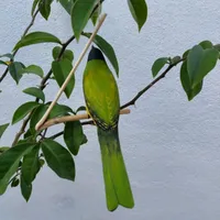 Pássaro de Madeira Sabiá Pimenta | Comprar na Lojinha Uai - imagem 2