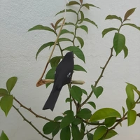 Pássaro de Madeira Tiziu | Comprar na Lojinha Uai - imagem 2