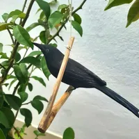 Passarinho de Madeira Pássaro Preto Graúna Grande - imagem 1