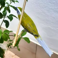 Pássaro de Madeira Trinca Ferro Pixarro | Comprar na Lojinha Uai - imagem 2