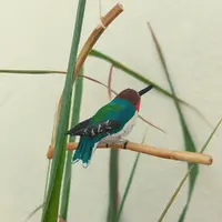 Pássaro de Madeira Beija Flor Abelha Menor do Mundo - imagem 2