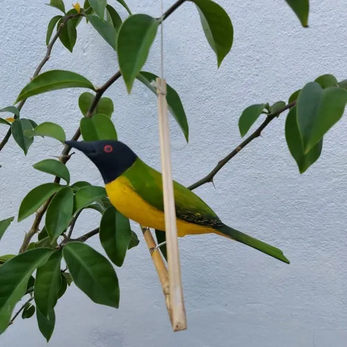 Pássaro de Madeira Sabiá Pimenta