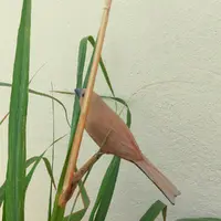 Pássaro de Madeira Curió Fêmea | Comprar na Lojinha Uai - imagem 2