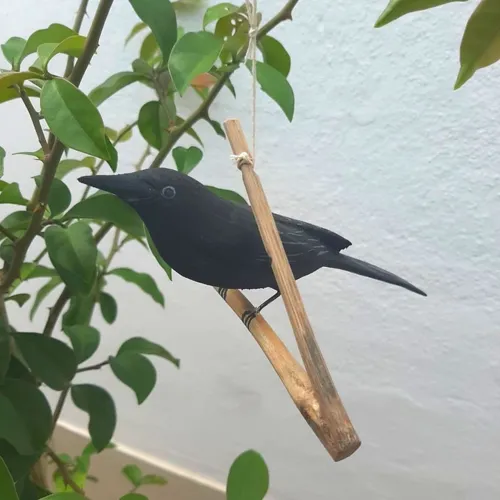 Pássaro Preto de Madeira Graúna Grande