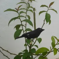 Pássaro de Madeira Tiziu | Comprar na Lojinha Uai - imagem 1