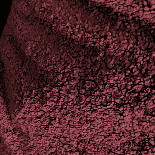 Sherpa Canelada - Marsala - 2,50m de Largura