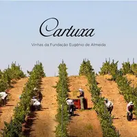 Vinho Branco Português Cartuxa Colheita 2022 - imagem 2